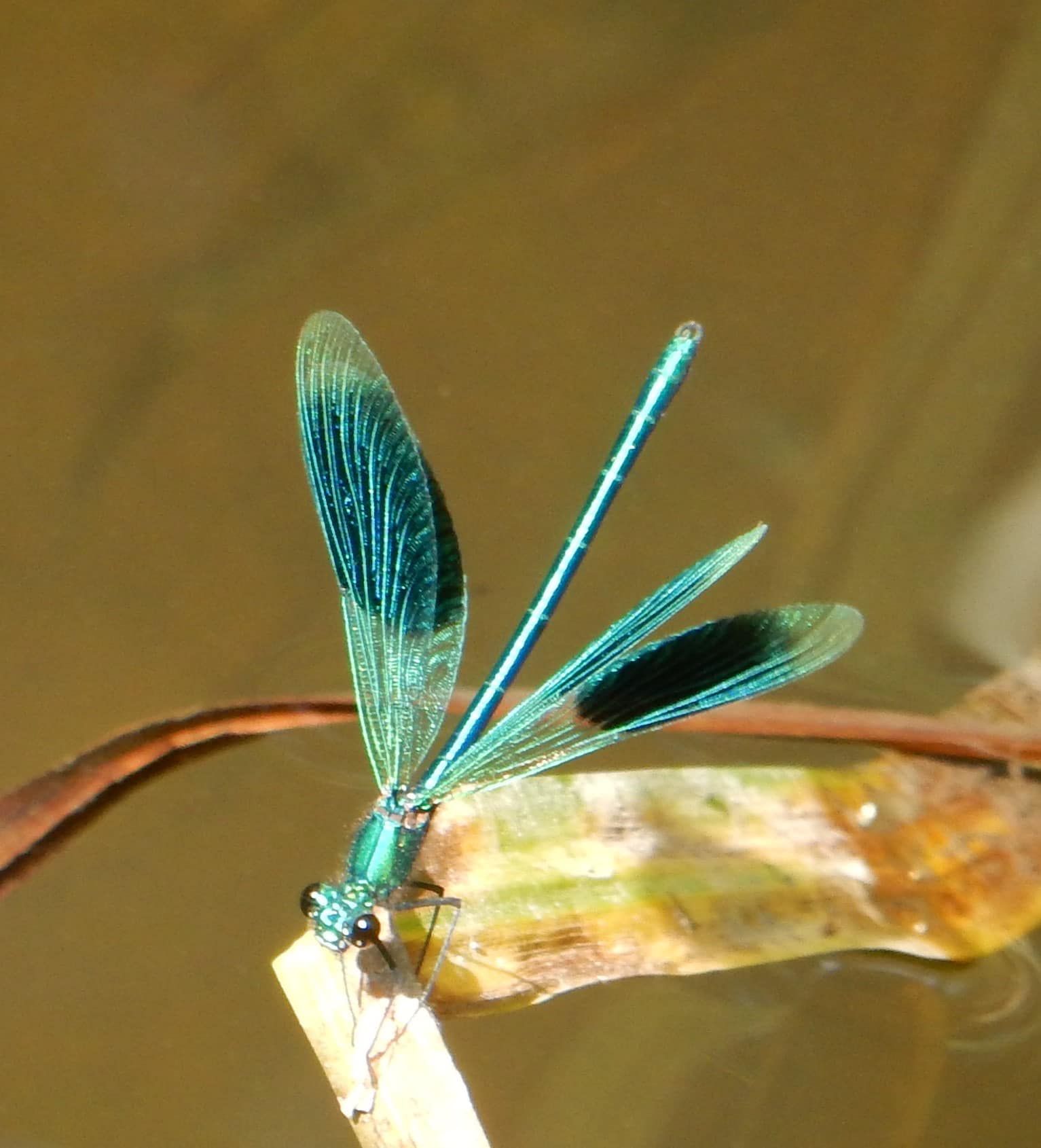 Beautiful demoiselle